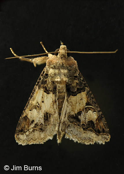Melipotis novanda, very worn individual, Arizona